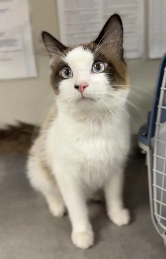 An adult medium-sized male Black & White / Tuxedo Domestic Medium Hair cat named Goober for adoption in Bemidji, MN