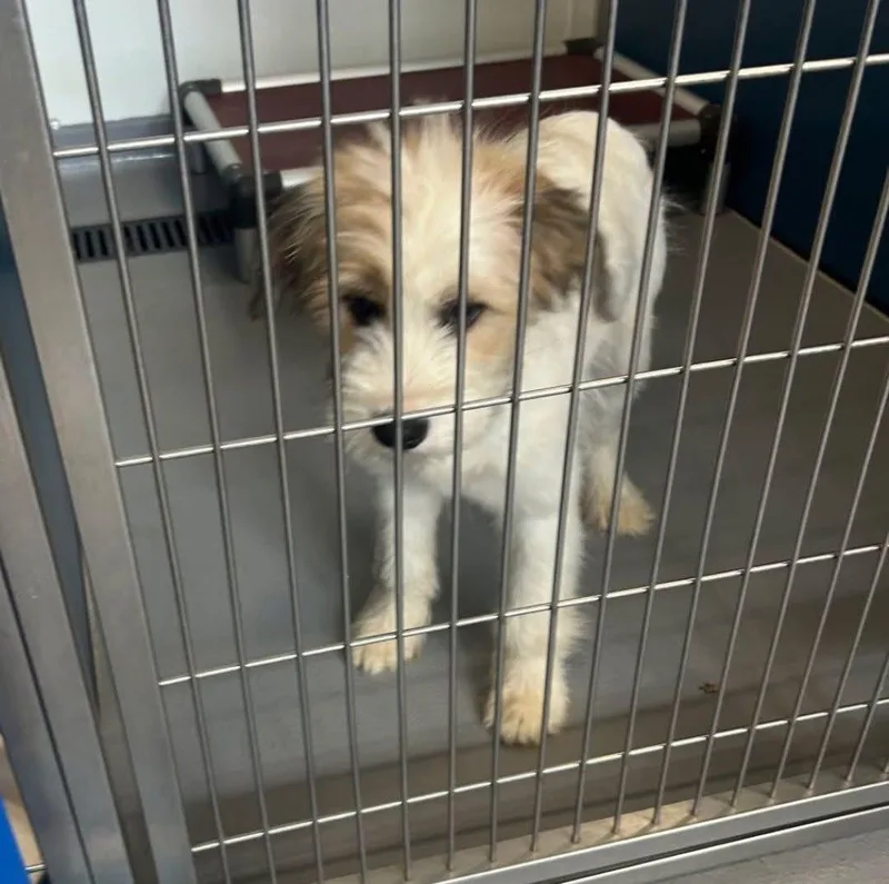 A baby medium-sized female Apricot / Beige Mixed Breed dog named Maisie for adoption in Watertown, WI