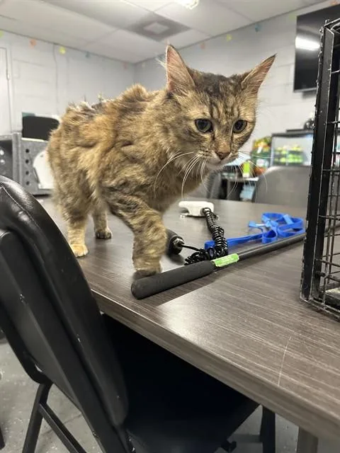 A young medium-sized female Domestic Medium Hair cat named Victoria for adoption in Casper, WY