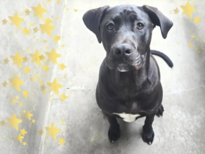 A young large-sized male Pit Bull Terrier dog named Tito for adoption in Van Nuys, CA