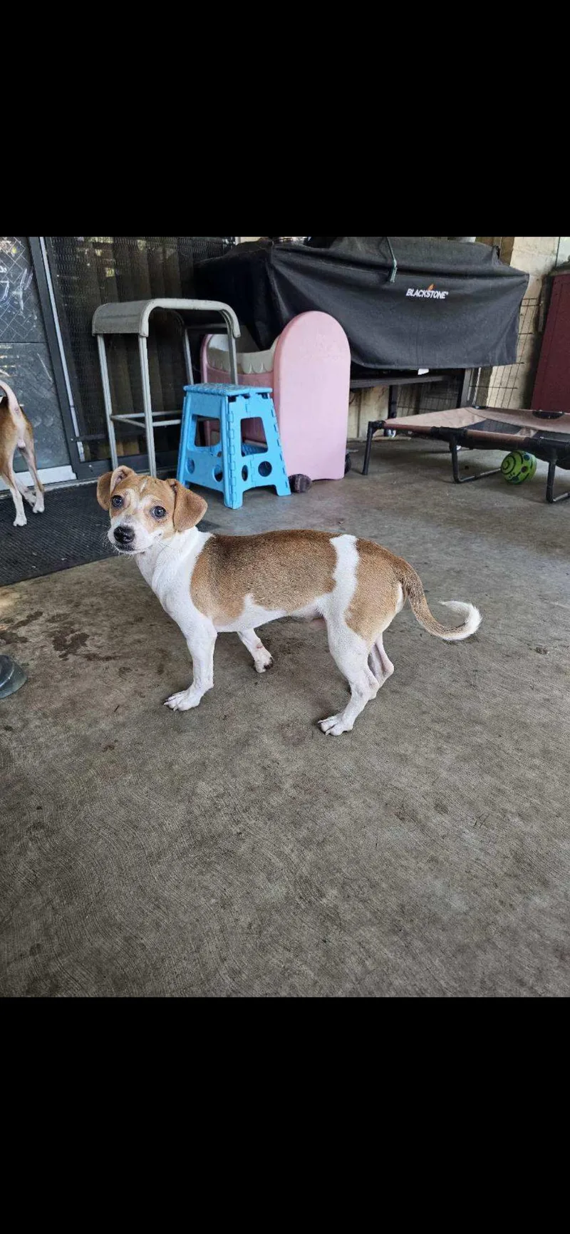 Baxter  The Jack thumbnail 2