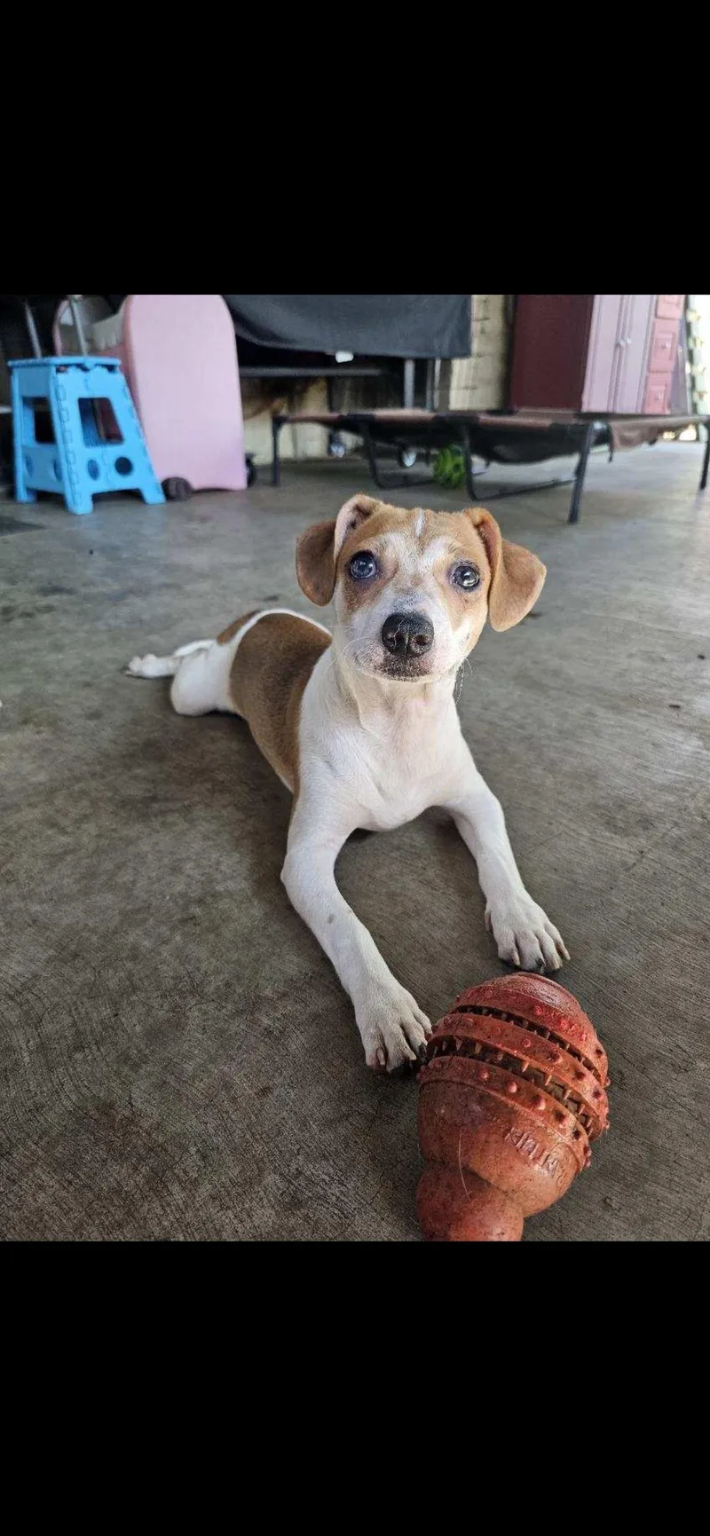 Baxter  The Jack thumbnail 4