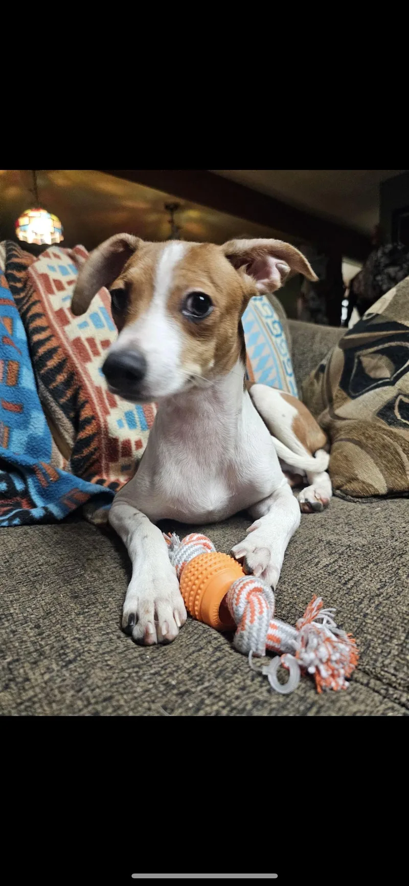 Baxter  The Jack thumbnail 5