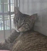 Miss Whimsy Von Tuna