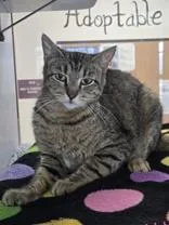 Miss Whimsy Von Tuna thumbnail 2