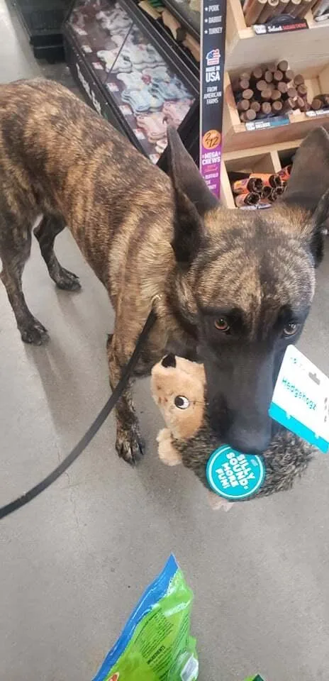 Indie Located In Illinois thumbnail 2