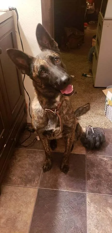 Indie Located In Illinois thumbnail 3