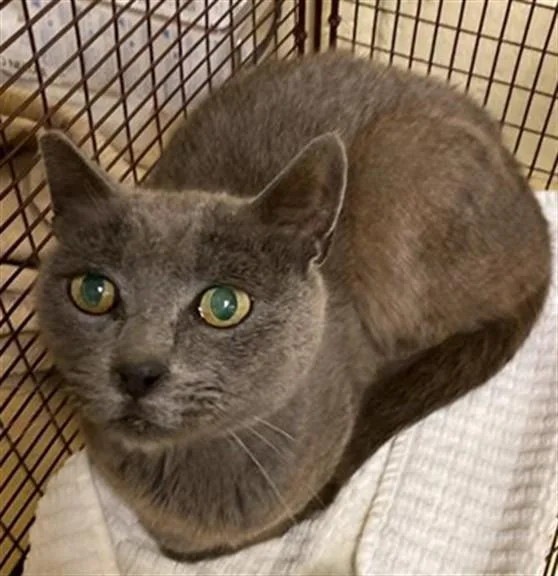 An adult medium-sized male Domestic Short Hair cat named Mary for adoption in Sacramento, CA
