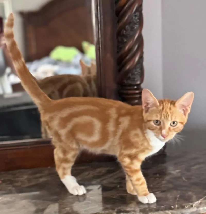 A baby large-sized male Domestic Short Hair cat named Roman for adoption in San Jacinto, CA
