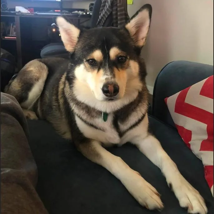 A senior medium-sized female Siberian Husky dog named Luna for adoption in Fairfax, VA