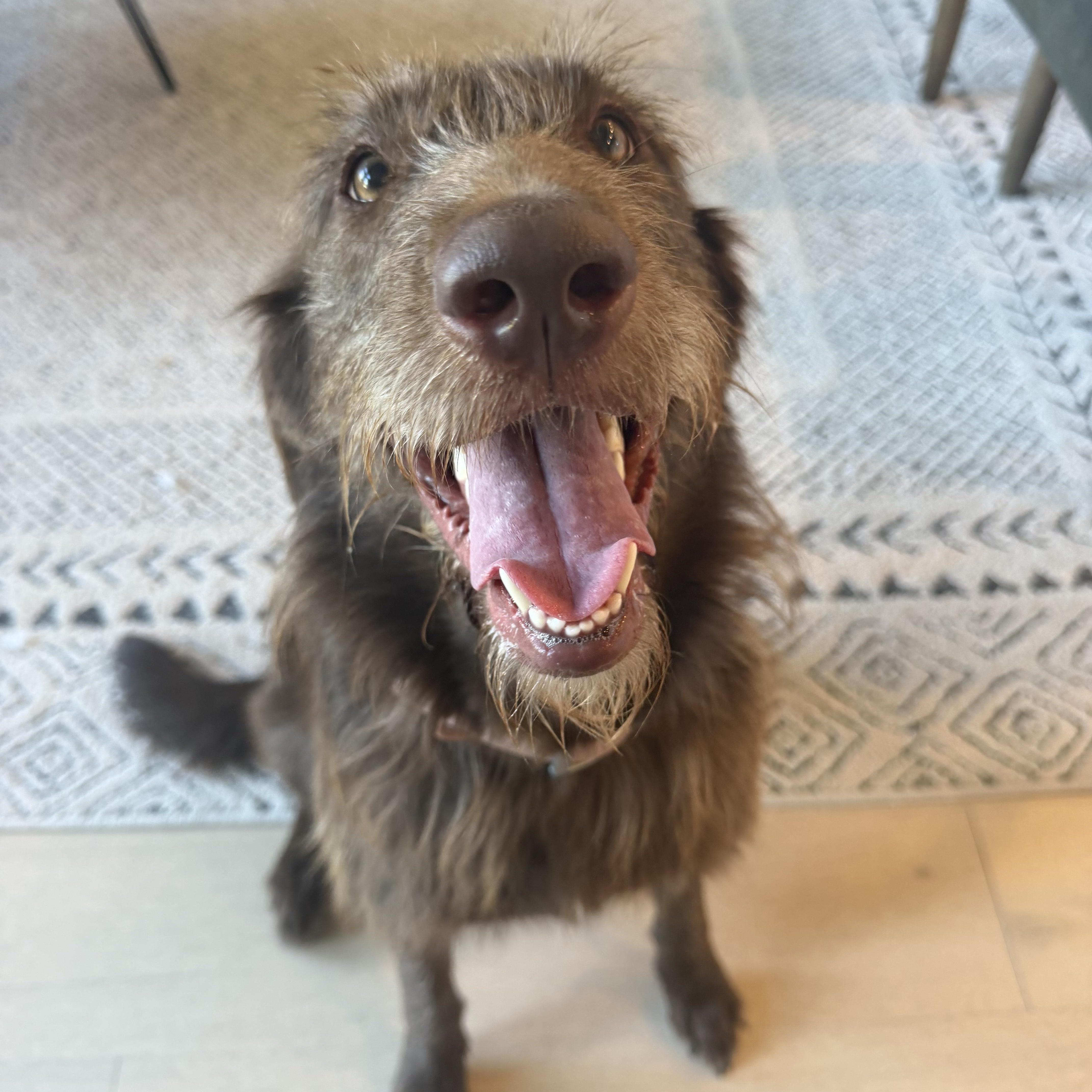 An adult large-sized female Brown / Chocolate Chocolate Labrador Retriever dog named Scarlett for adoption in Bettendorf, IA