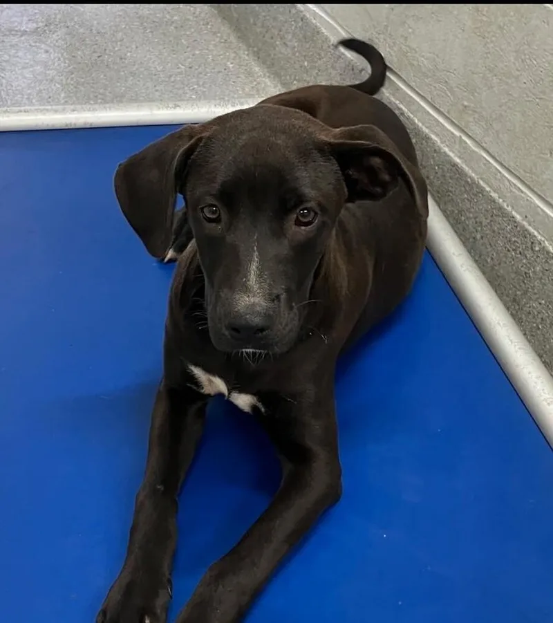A baby medium-sized female Mixed Breed dog named Cove for adoption in Long Island City, NY