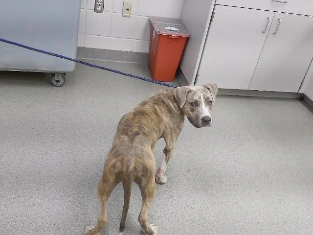 A young medium-sized female Boxer dog named Blue for adoption in Omaha, NE