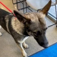 An adult large-sized female Black German Shepherd Dog dog named YORKStray_ for adoption in York, PA