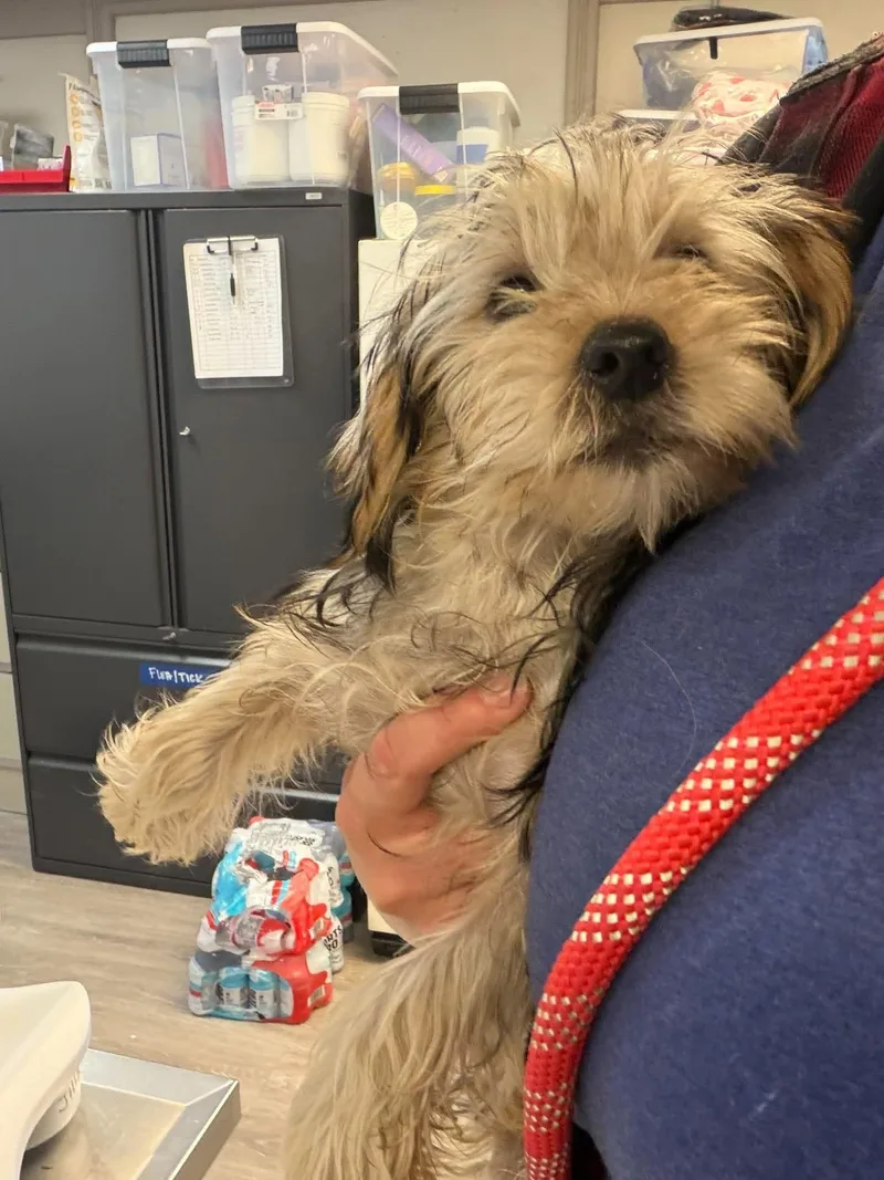 A young small-sized male Yorkshire Terrier dog named Tag for adoption in Grand Forks, ND