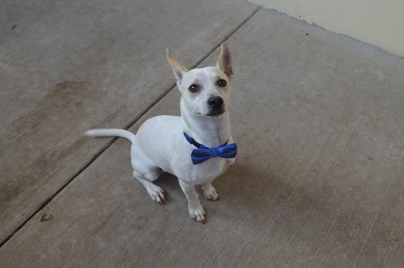 A young small-sized male Chihuahua dog named Benny for adoption in McKinney, TX