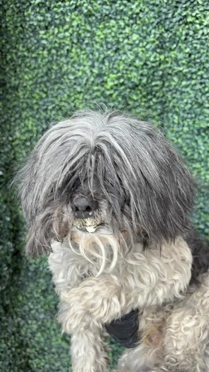 An adult medium-sized male Black Mixed Breed dog named 61570927 for adoption in El Paso, TX