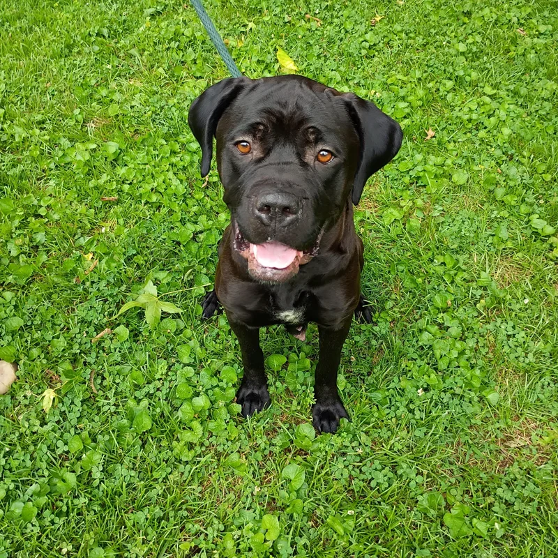 Onyx