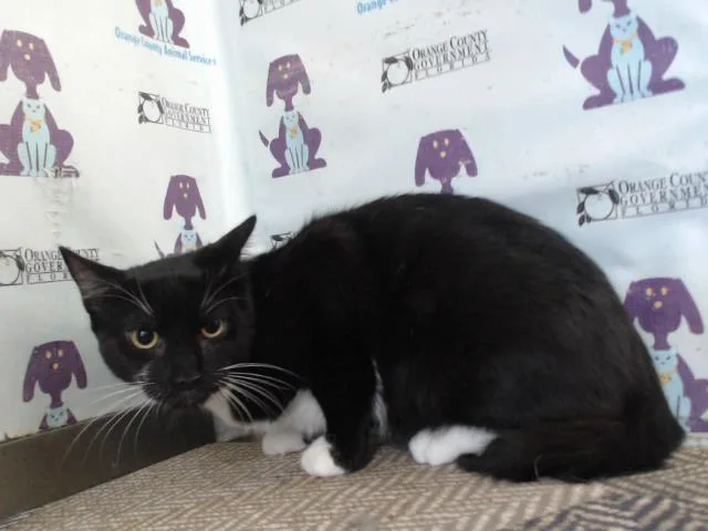 A young small-sized male Domestic Short Hair cat named Nicky for adoption in Orlando, FL