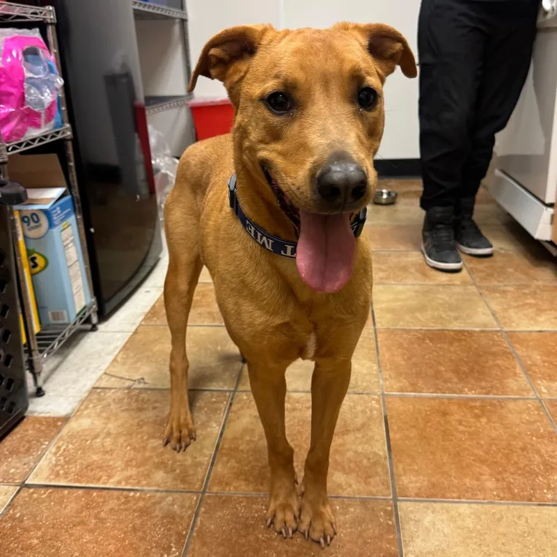 An adult medium-sized female Golden Mixed Breed dog named Fwt Mollie for adoption in Midland, TX