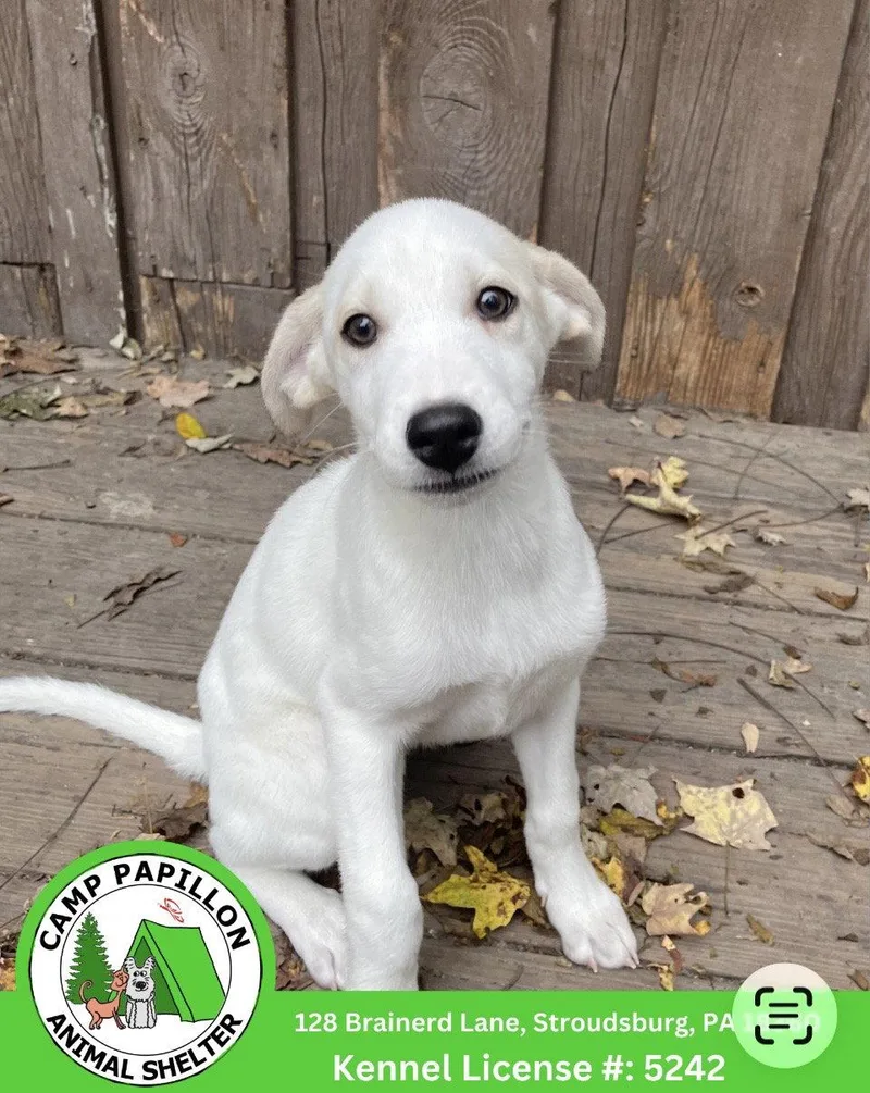 A young medium-sized female Mixed Breed dog named Princess for adoption in Stroudsburg, PA