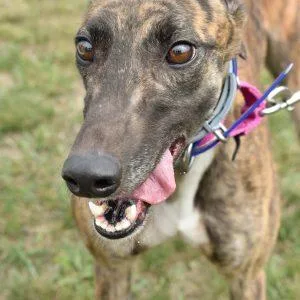 An adult medium-sized female Greyhound dog named Jsp Won More Day for adoption in grandville, MI