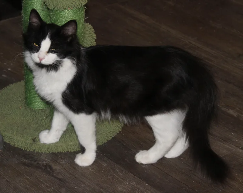 A young medium-sized male Brown / Chocolate Domestic Long Hair cat named Wilson for adoption in Huron, SD