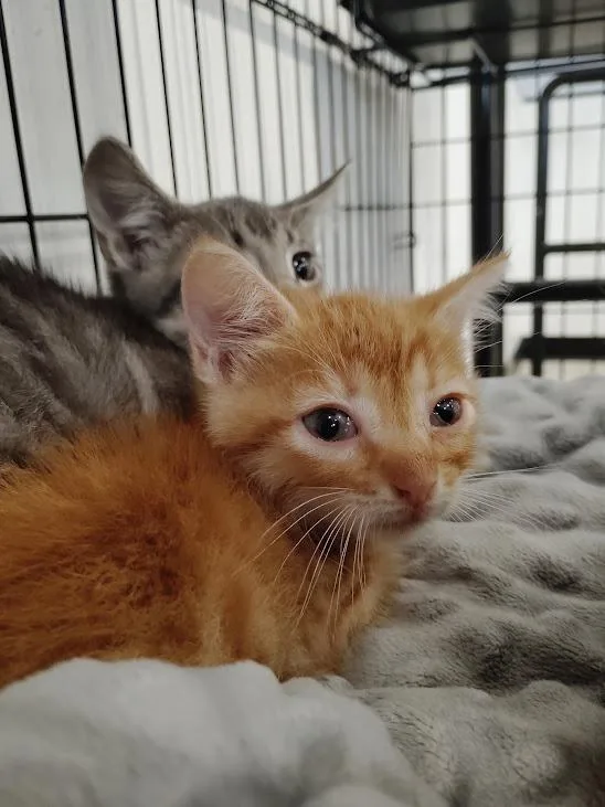 A baby medium-sized male Domestic Short Hair cat named Tosh for adoption in Republic, MO