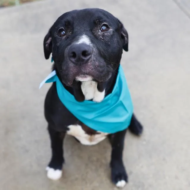An adult medium-sized male American Staffordshire Terrier dog named Runt for adoption in San Antonio, TX