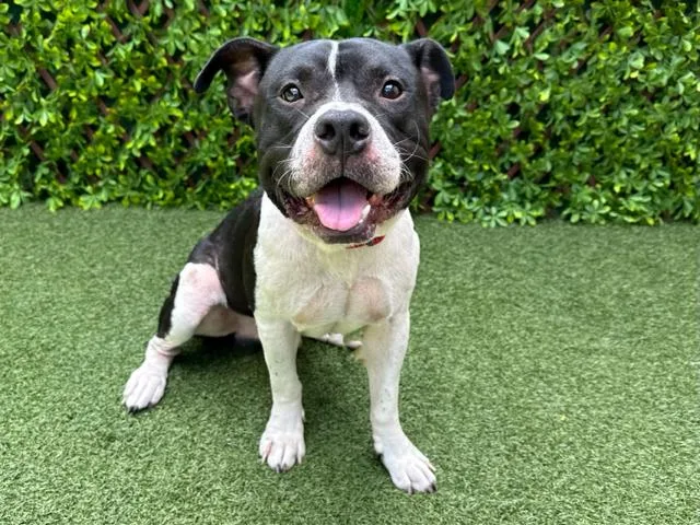 An adult medium-sized male Mixed Breed dog named Junior for adoption in West Palm Beach, FL