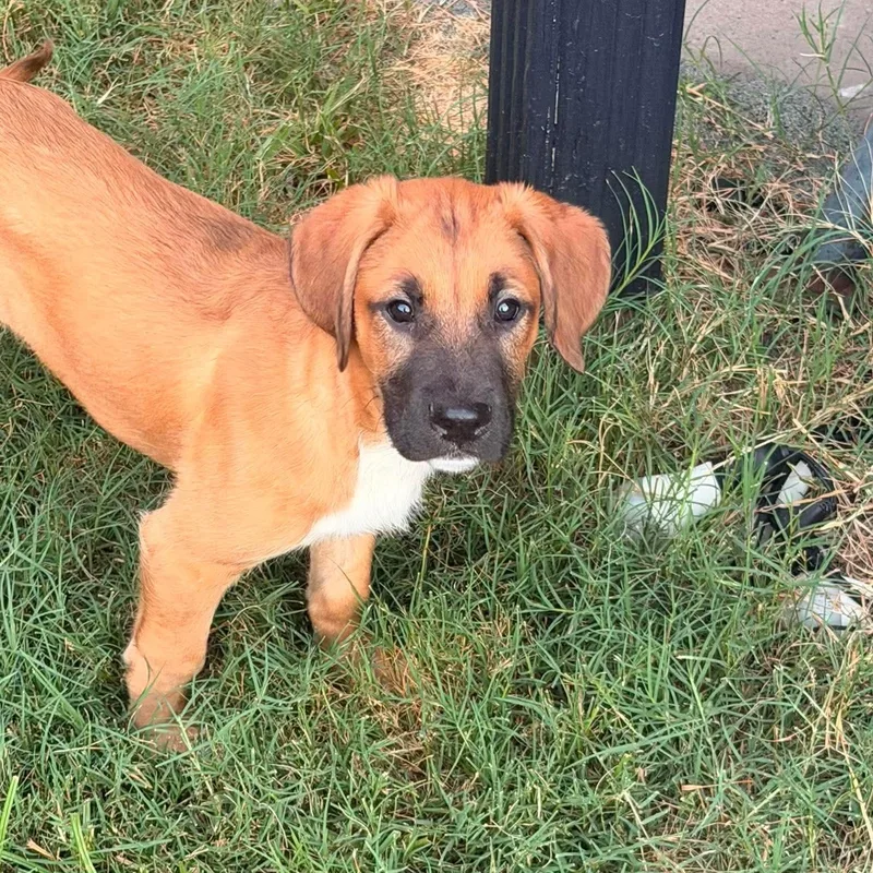 A baby large-sized male Black Great Dane dog named Roo for adoption in Bullard, TX