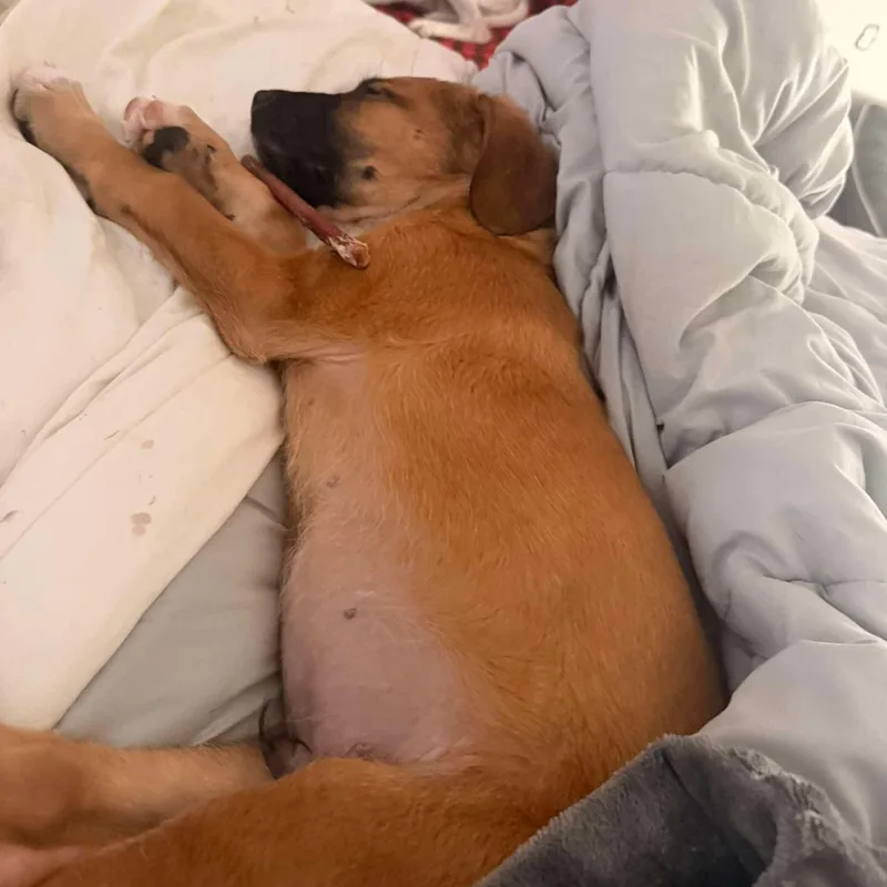 Roo thumbnail 4