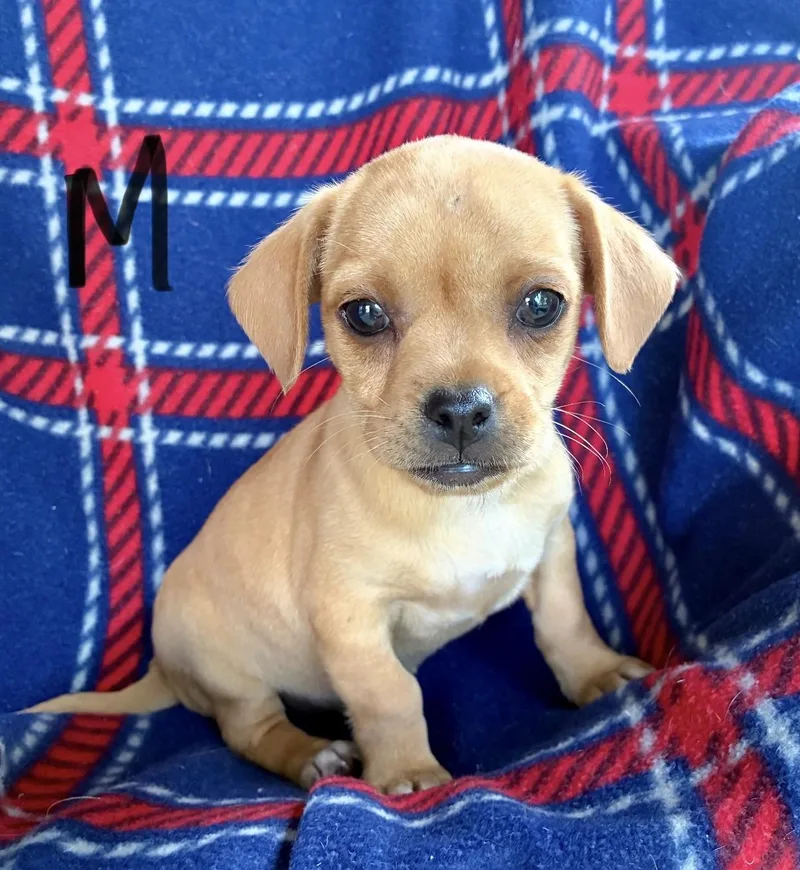 A baby small-sized male Apricot / Beige Miniature Dachshund dog named Moe for adoption in Hamilton , NJ