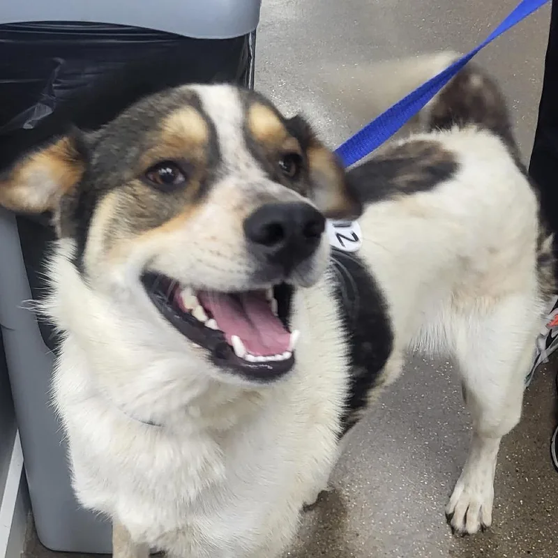 An adult medium-sized male White / Cream Cattle Dog dog named Bruno for adoption in Midland, TX