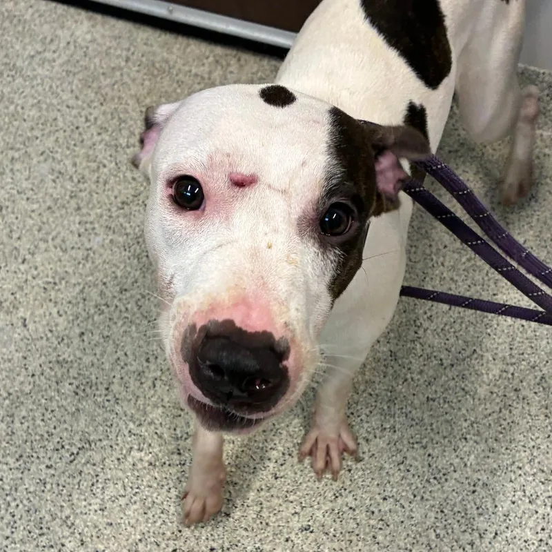 An adult medium-sized female White / Cream Mixed Breed dog named Paula for adoption in Oak Park, IL