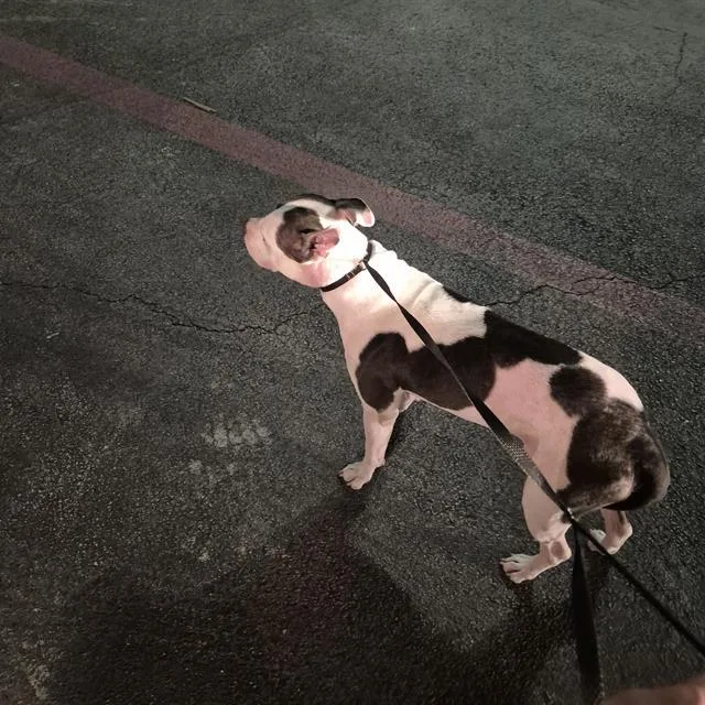 An adult large-sized male American Staffordshire Terrier dog named Paolo for adoption in San Antonio, TX