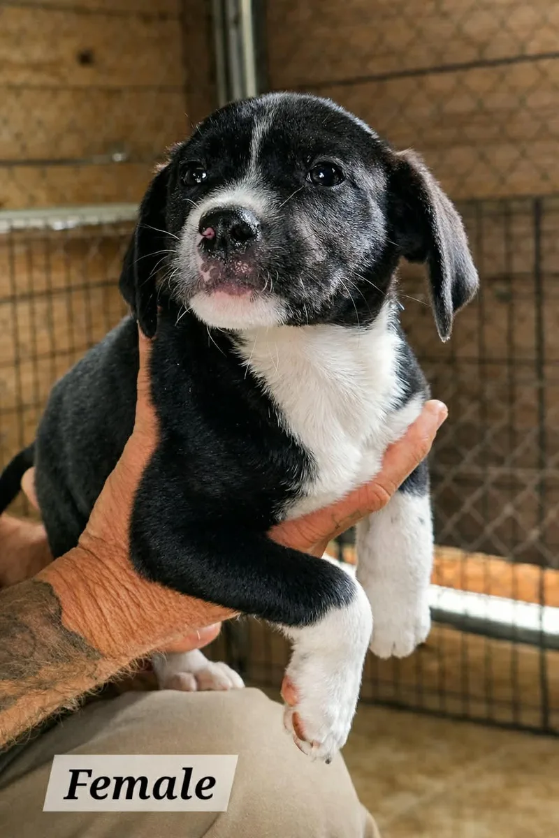 A baby medium-sized female Labrador Retriever dog named Karma for adoption in Royal Palm Beach, FL
