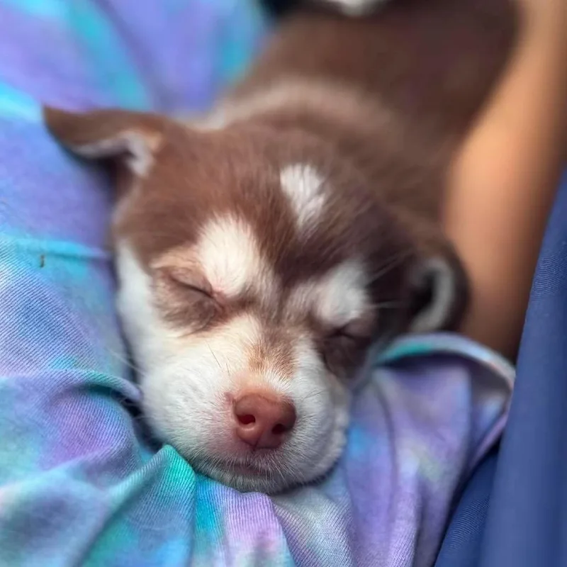 Mocha