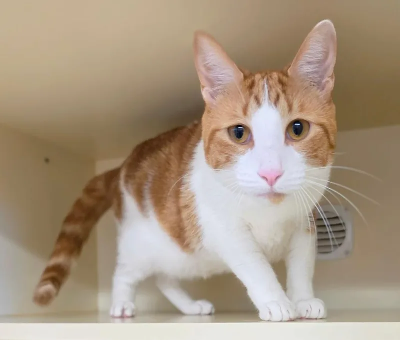 A young large-sized male Domestic Short Hair cat named Tommy for adoption in Bloomington, IN