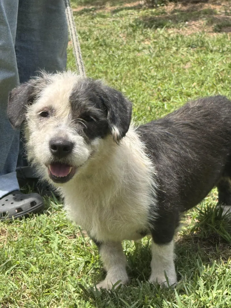 An adult medium-sized female Mixed Breed dog named Moon Pie for adoption in Meherrin, VA