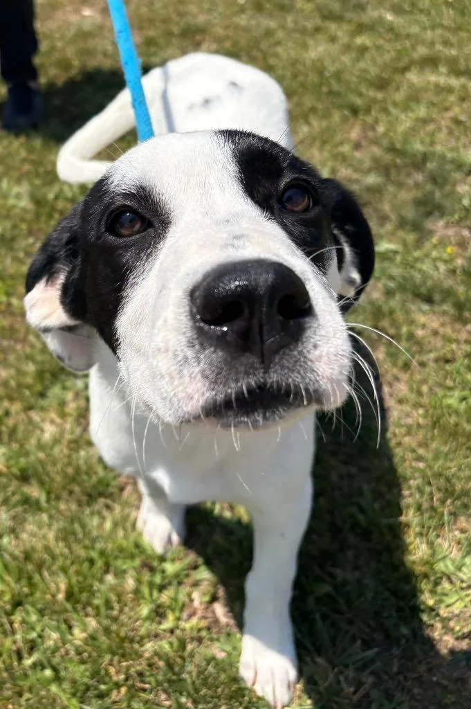A baby large-sized female Hound dog named Dwarfs Grumpy Ac  for adoption in Greeneville, TN