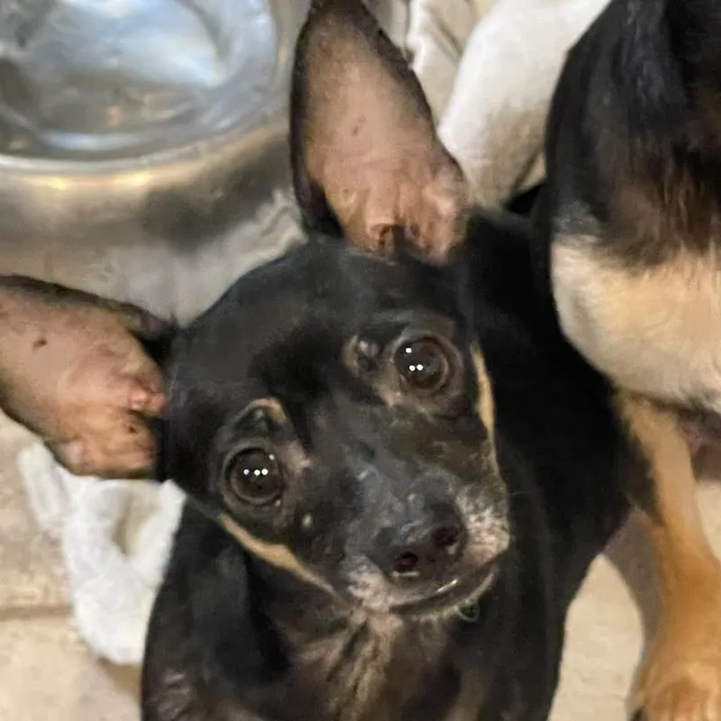 A young small-sized female Chihuahua dog named Trixie for adoption in Springfield, MO