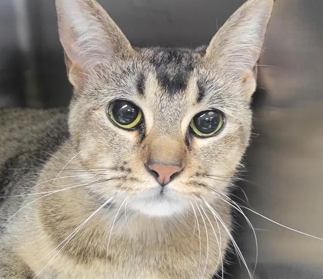A young medium-sized female Domestic Short Hair cat named Lila for adoption in Fairfield, CA