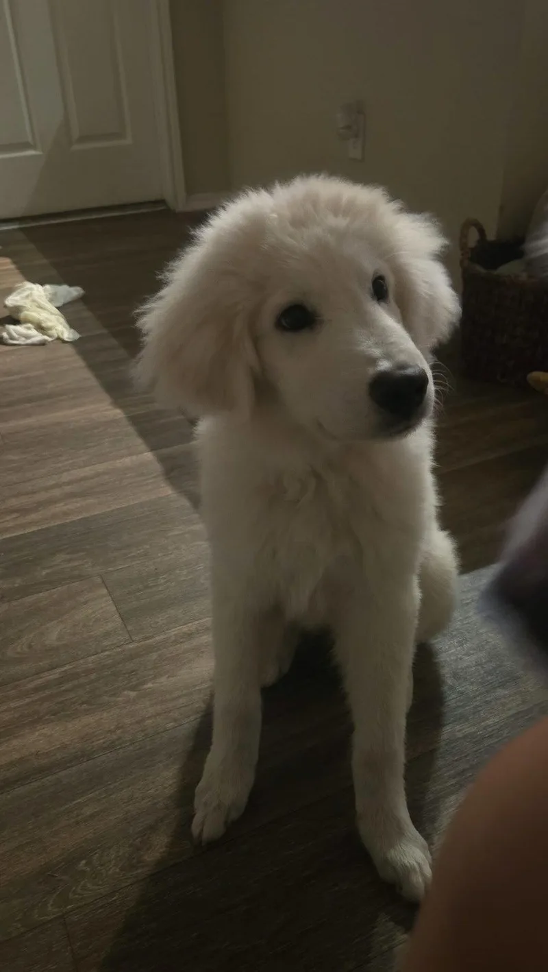 A baby large-sized male Great Pyrenees dog named Kona for adoption in Garland, TX