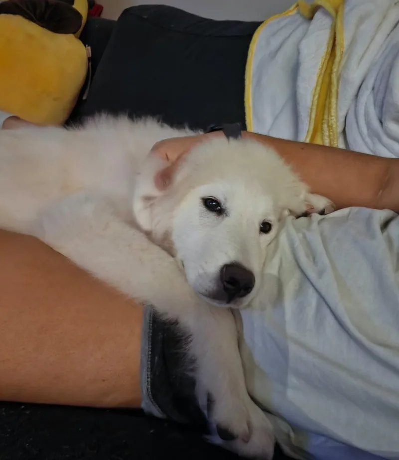 Kona thumbnail 2