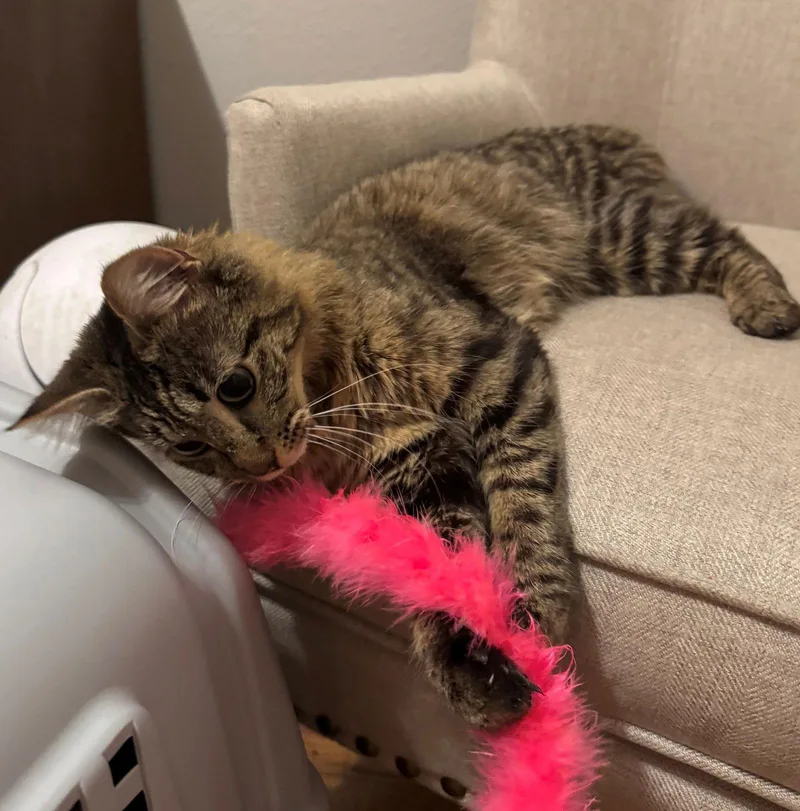 Samwise N  Offered thumbnail 2