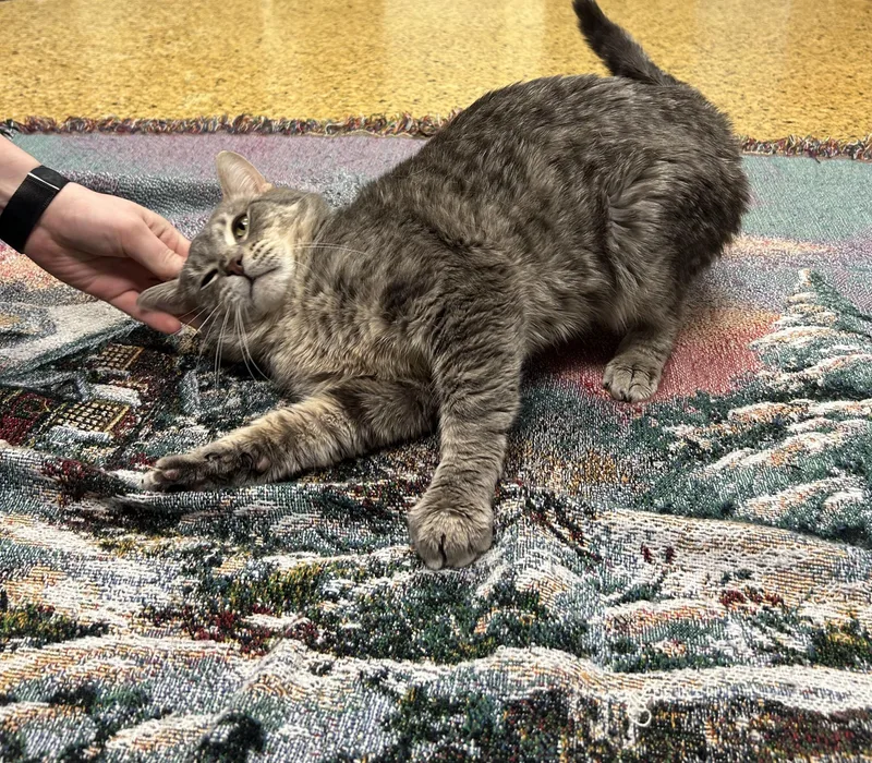 A young medium-sized male Tabby (Gray / Blue / Silver) Domestic Short Hair cat named Copper for adoption in Toledo, OH