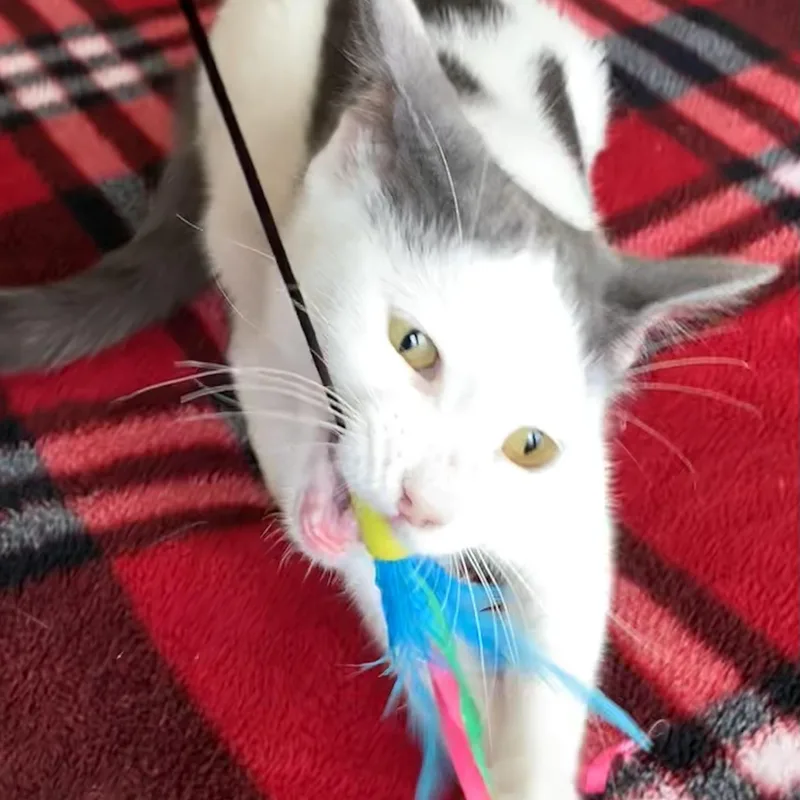 A baby medium-sized female Black Domestic Short Hair cat named London for adoption in Liverpool, TX