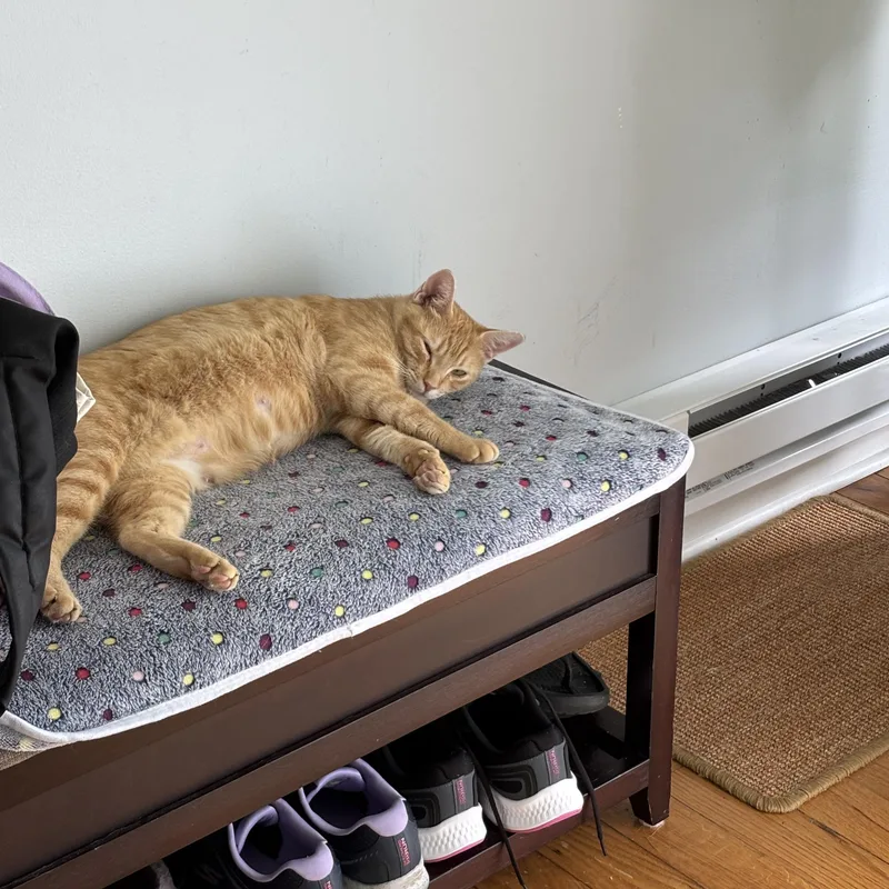 Mrs. Norris thumbnail 2