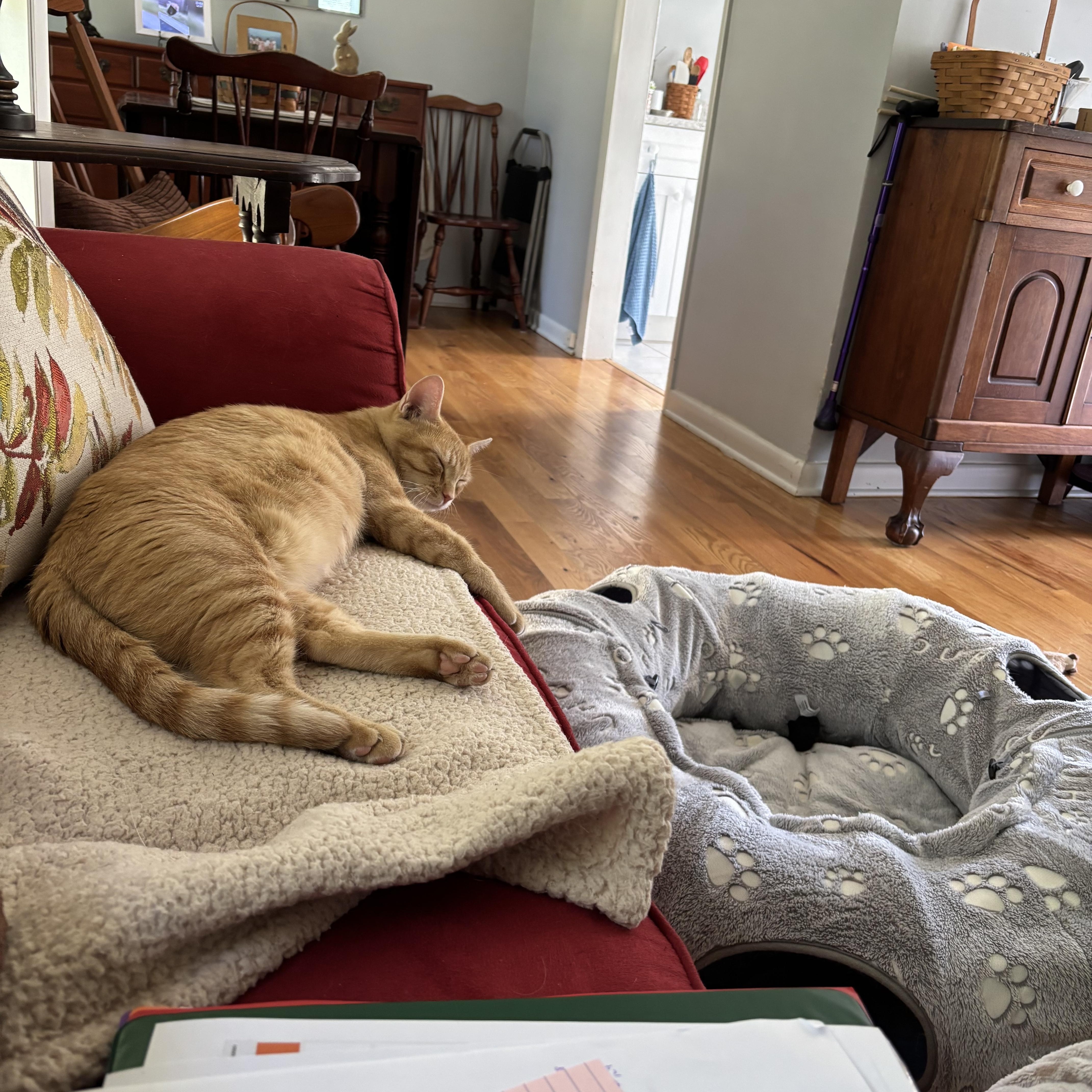 Mrs. Norris thumbnail 3